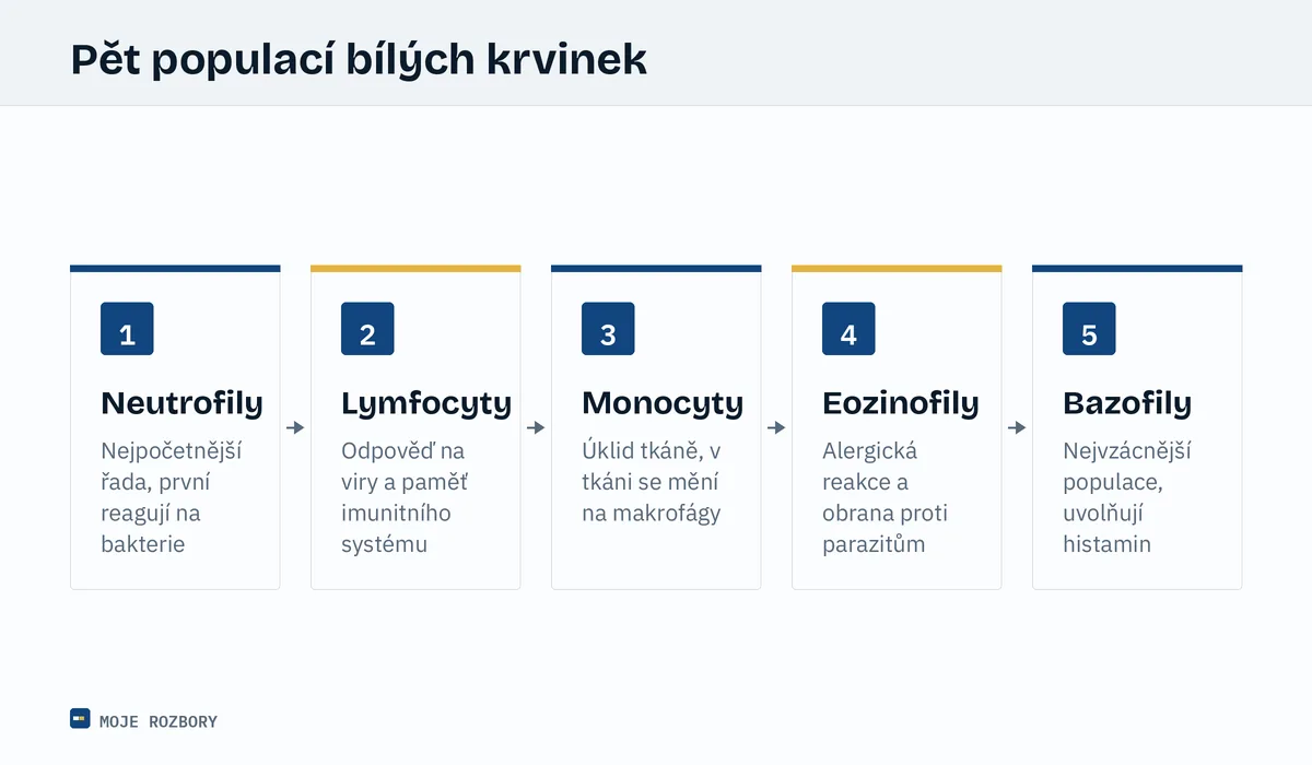 Schéma pěti populací bílých krvinek a jejich hlavních úloh v imunitní odpovědi