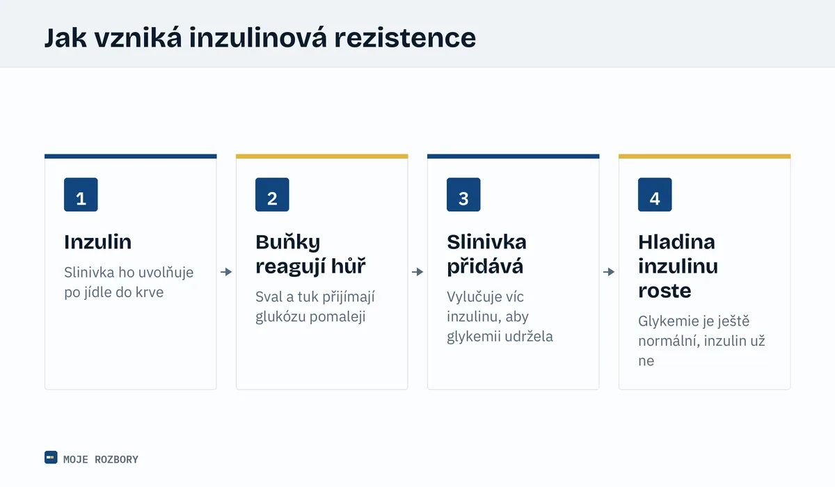 Schéma vzniku inzulinové rezistence od uvolnění inzulinu po jeho zvýšenou hladinu nalačno